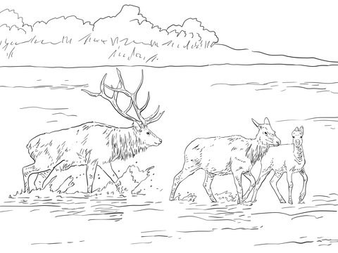 Rocky Mountain Elk Coloring Page